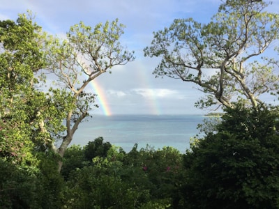 A lush green landscape with tall trees frames a view of the ocean in the distance. A vibrant rainbow appears in the sky, arching over the water, while clouds linger above. The greenery is dense and abundant, with the blue sea providing a serene backdrop.