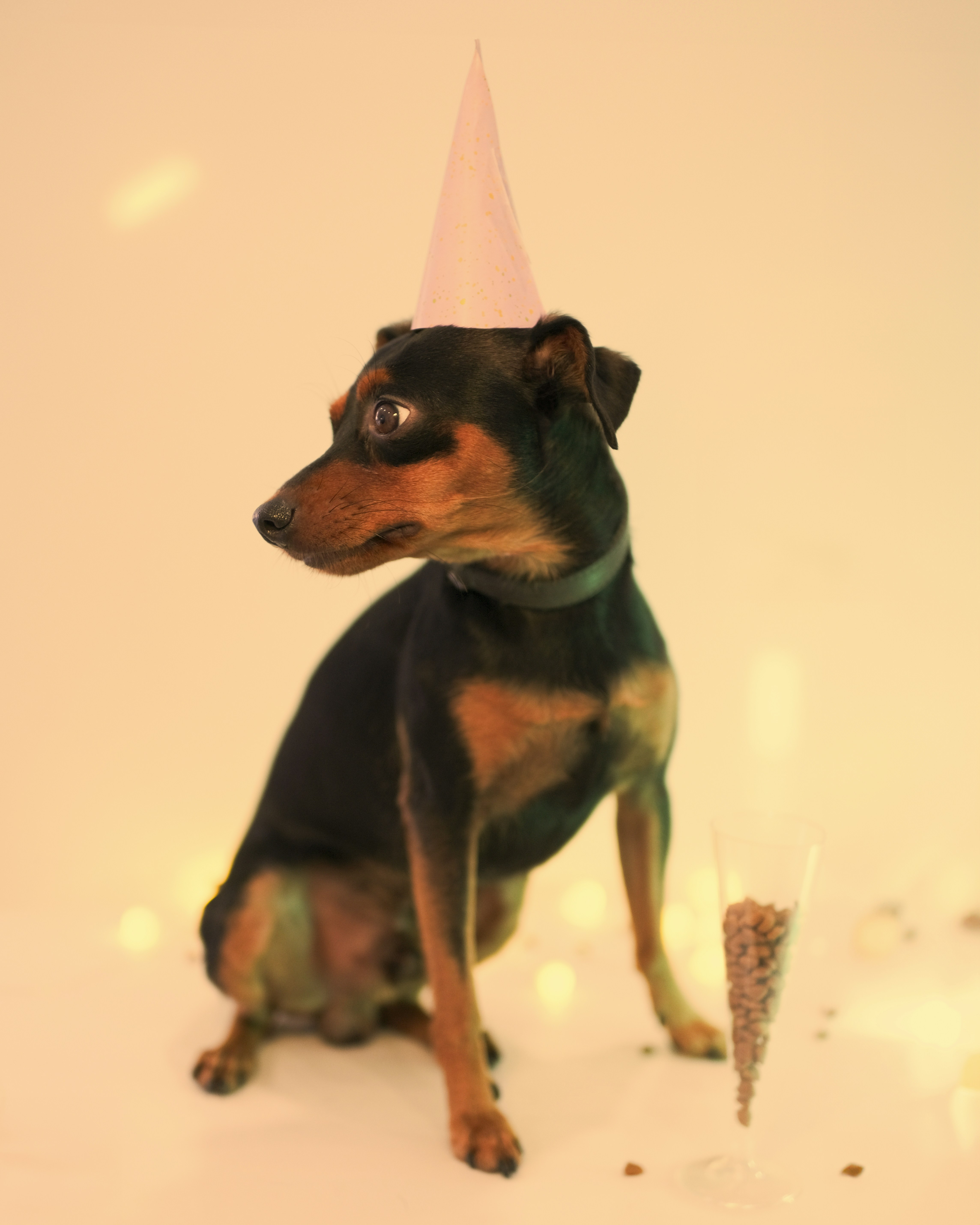 Paw-some Ideas for Celebrating Your Dog’s Birthday