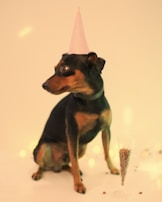 A small dog wearing a pink party hat sits on a smooth, light-colored surface. A champagne flute filled with dog food is positioned near the dog. The background is softly lit, creating a festive atmosphere.