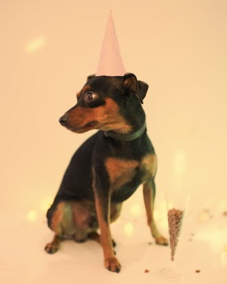 A small dog wearing a pink party hat sits on a smooth, light-colored surface. A champagne flute filled with dog food is positioned near the dog. The background is softly lit, creating a festive atmosphere.