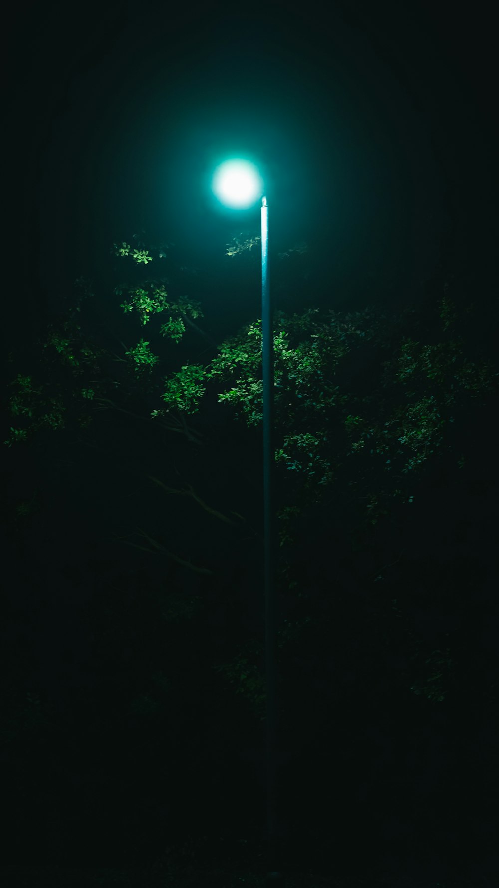 a street light in the dark with trees in the background
