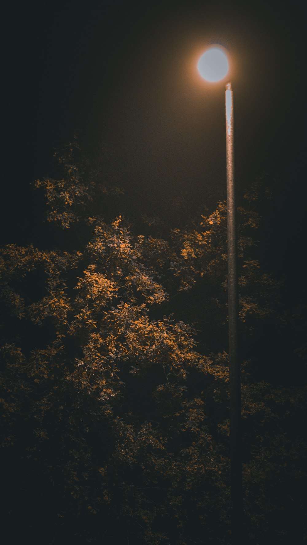 a street light in the dark with trees in the background