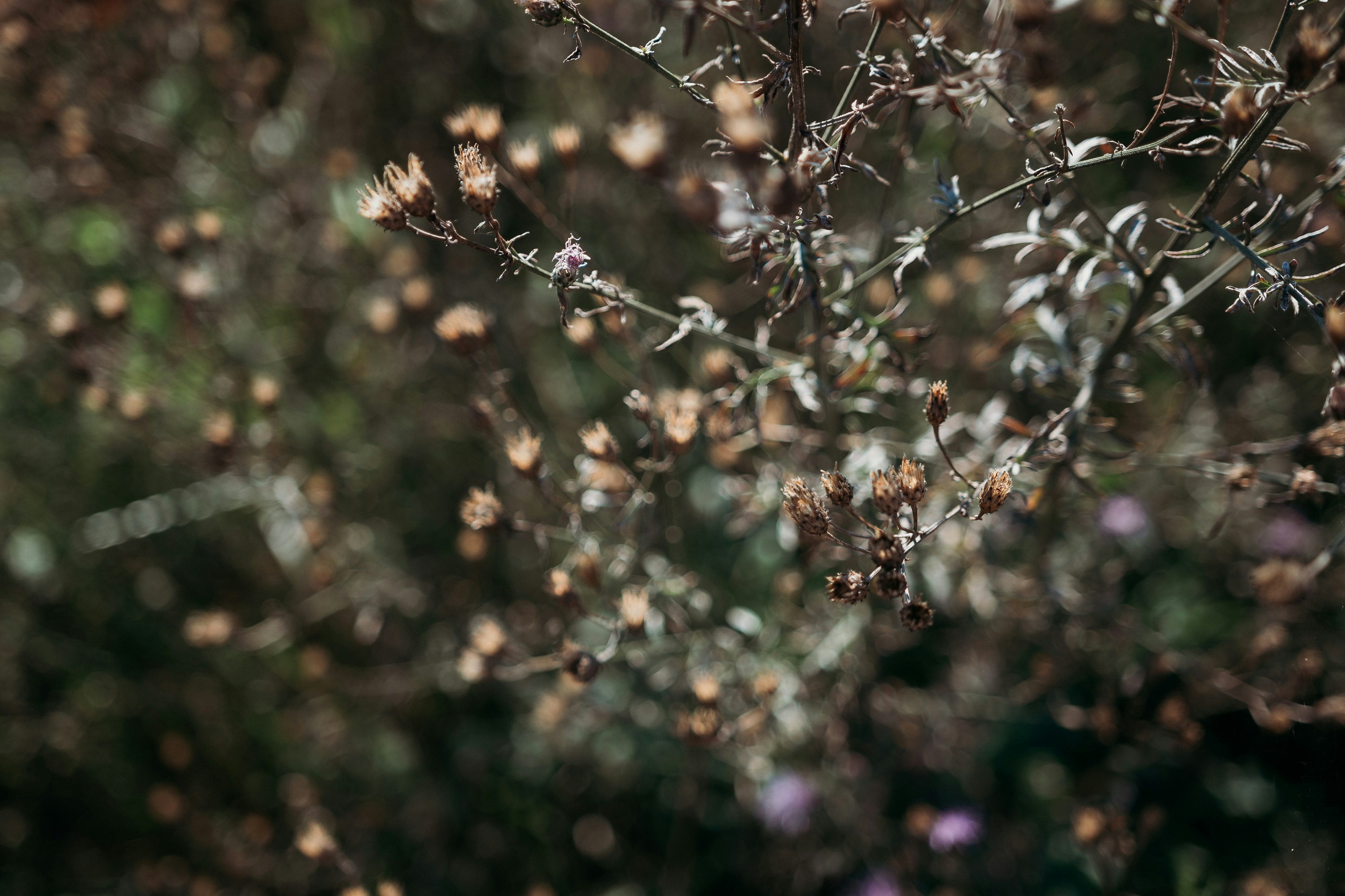 Photo by francesfrehaphotography