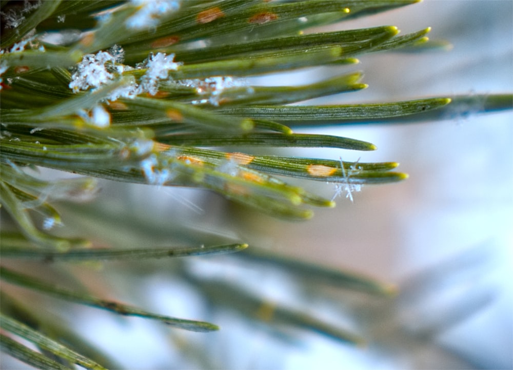 a close up of a pine tree with snow on it