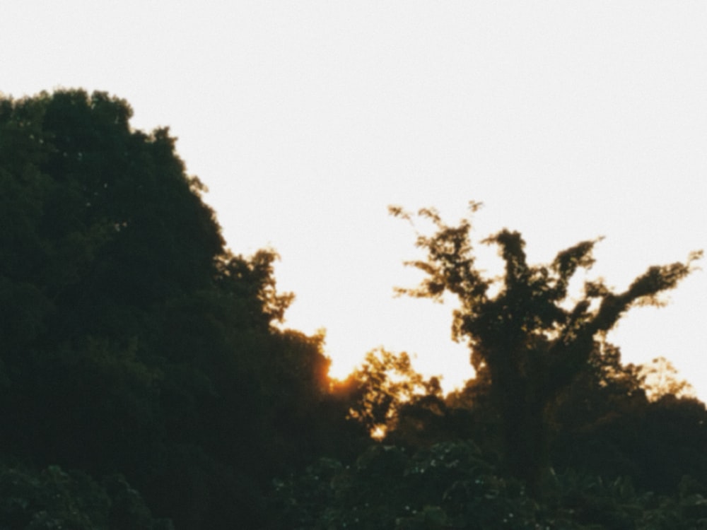 a bird flying in the air over a forest