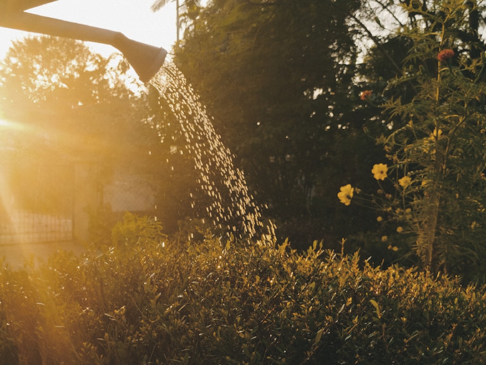 ein Spritzer Wasser aus einem Rasensprenger in einem Garten