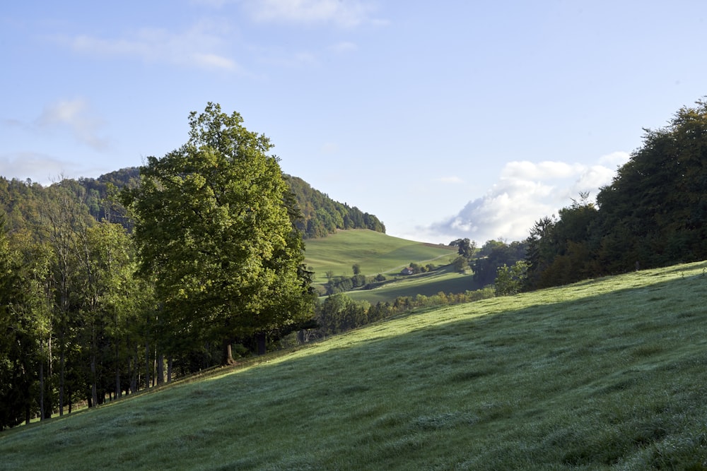 a lush green hillside with trees and clouds in the background