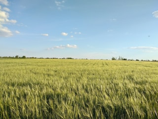 A farmer inspecting a lush green wheat field under a clear blue sky.