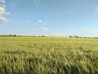 A farmer inspecting lush green wheat fields under a clear blue sky.