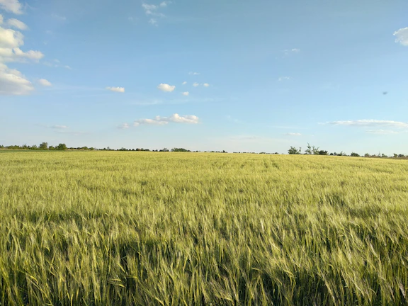 A lush green wheat field under a clear blue sky in Iraq
