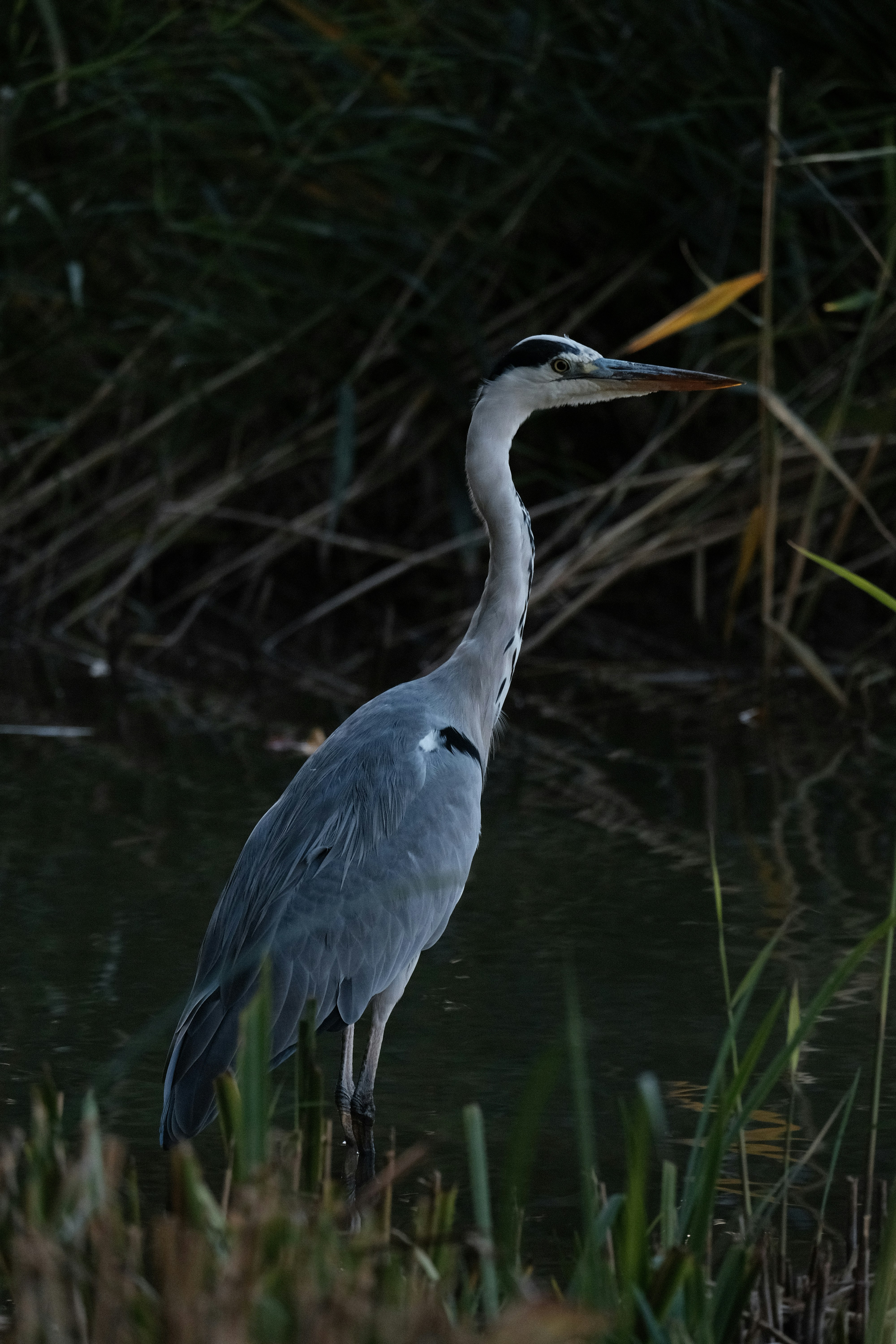 Photo by forest_tales