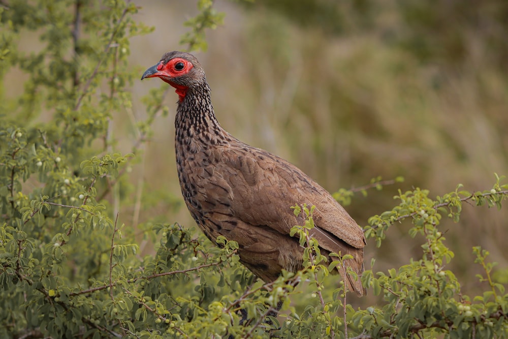 un pájaro grande con una cabeza roja de pie en un árbol