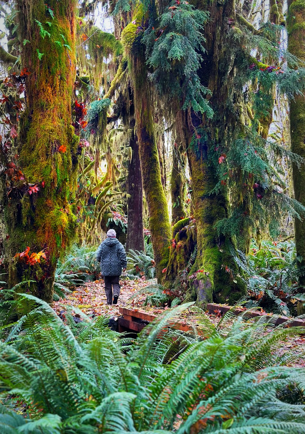 a person walking through a lush green forest