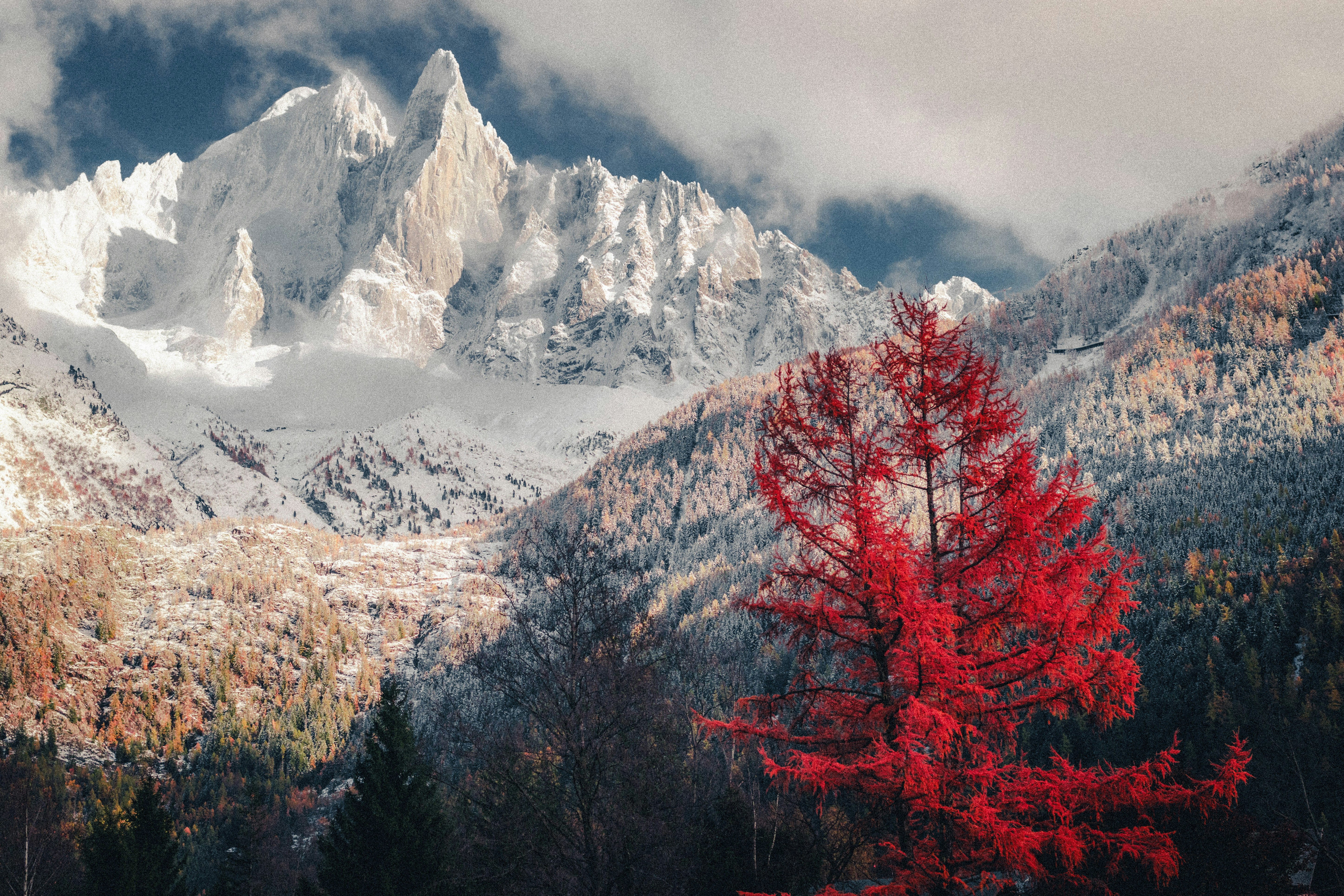 ein roter Baum vor einem Gebirge