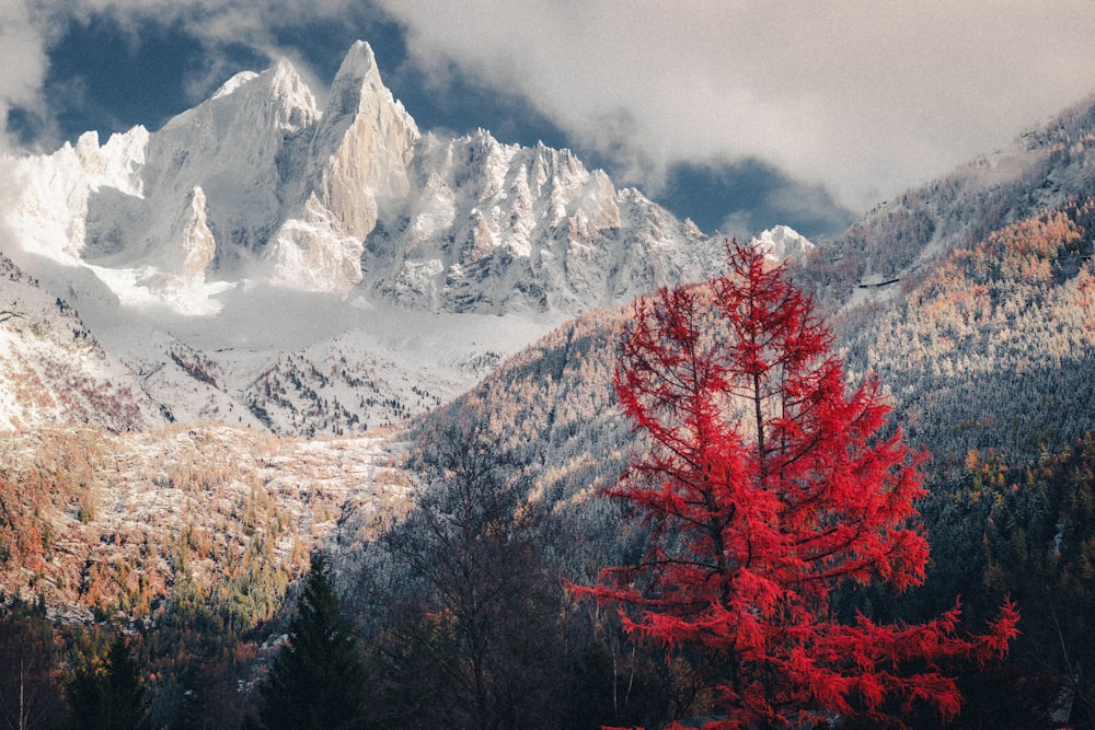 a red tree in front of a mountain range