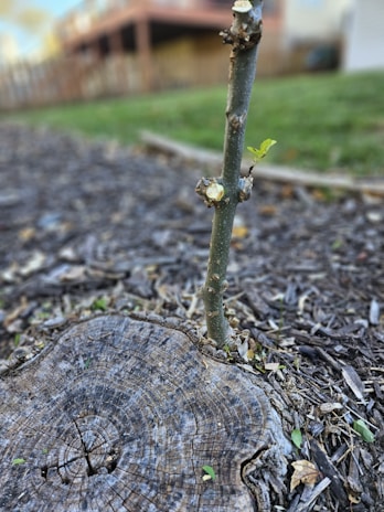 A small branch sprouting from a tree stump surrounded by mulch. The background is blurred, highlighting the new growth on the branch.