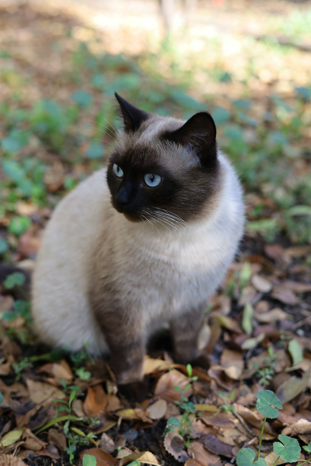 a siamese cat sitting on leaves in the woods