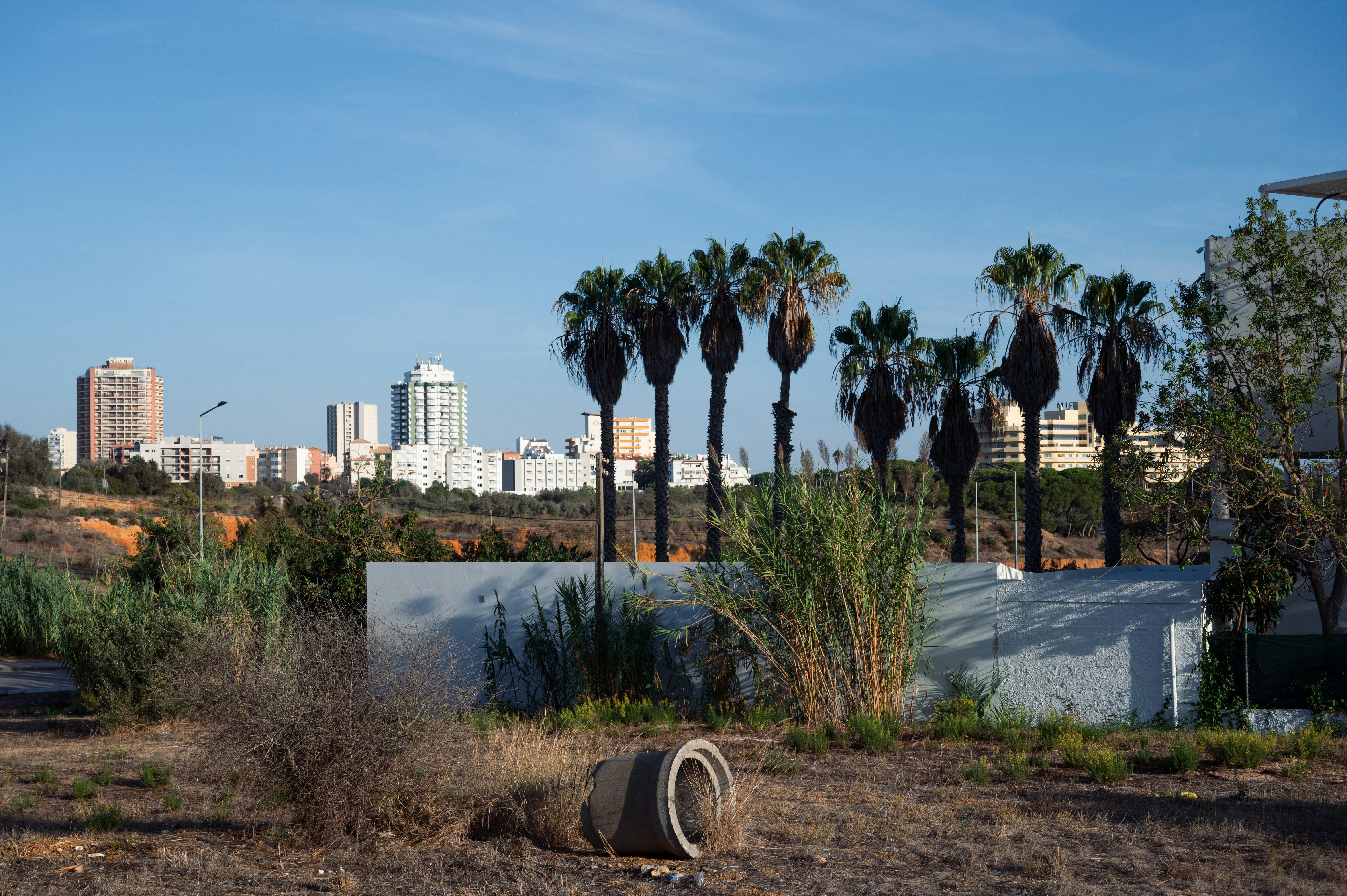 a row of palm trees in front of a city