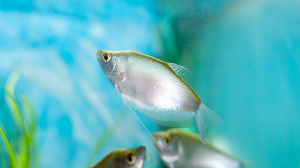 a group of fish swimming in an aquarium