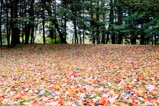 a lot of leaves that are on the ground