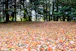 a lot of leaves that are on the ground