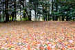 a lot of leaves that are on the ground