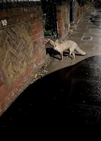 A fox stands on a dimly lit urban sidewalk near a brick wall at night. The pavement is slightly wet and reflects some light. Shadows dominate part of the scene, adding to the nocturnal ambiance.