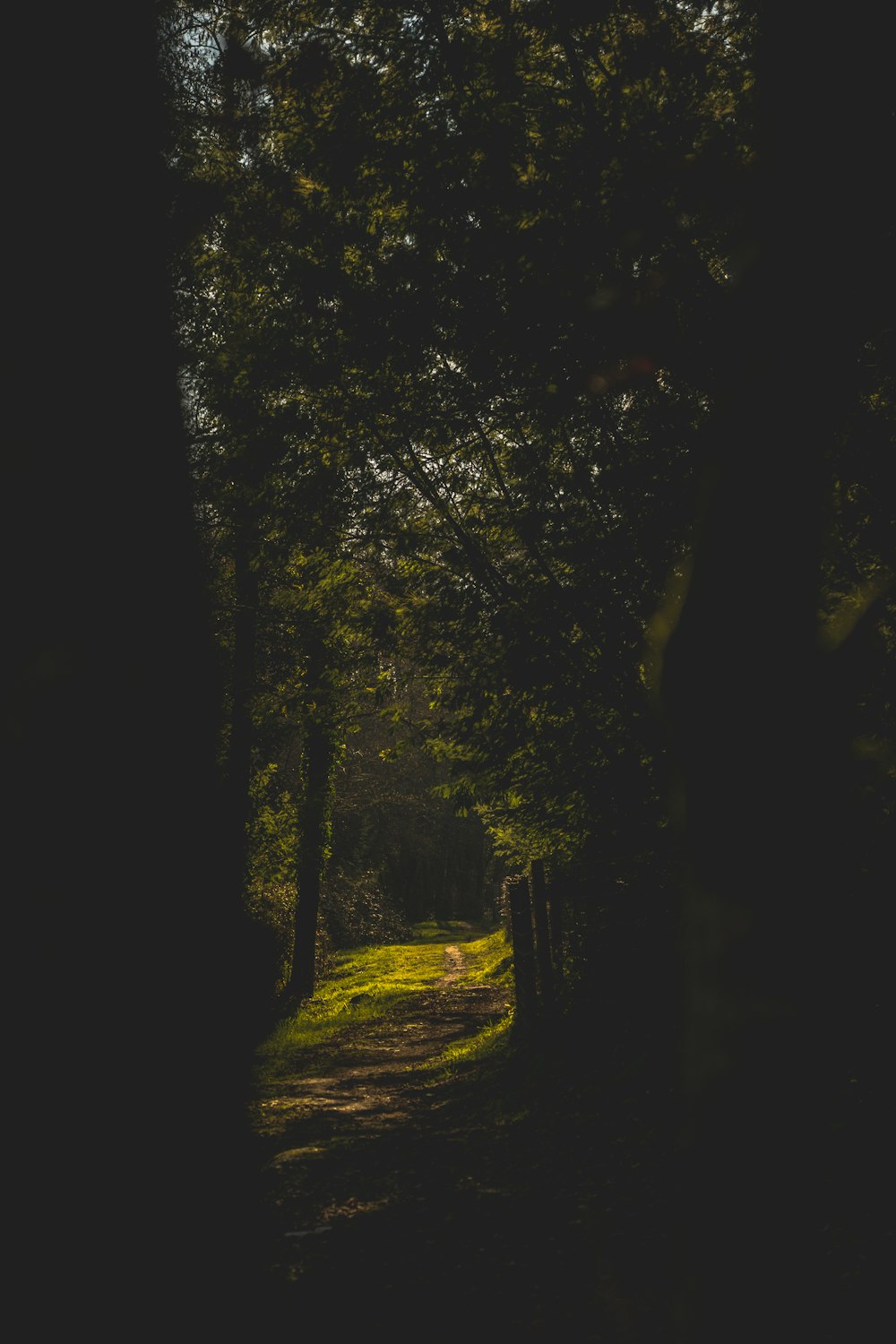 a path in the woods with a bench in the middle