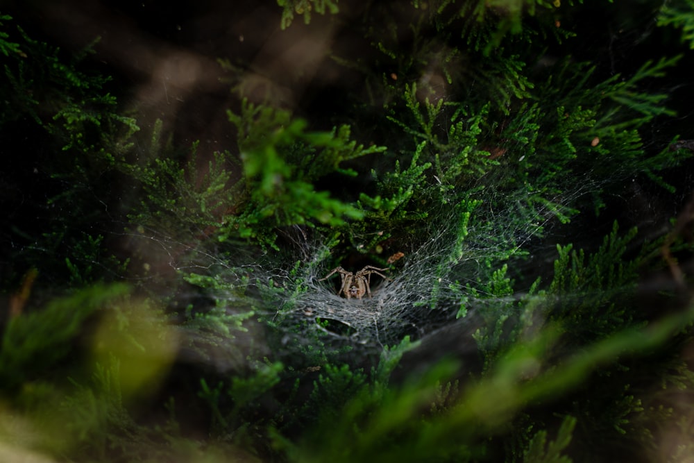 a spider web in the middle of a forest