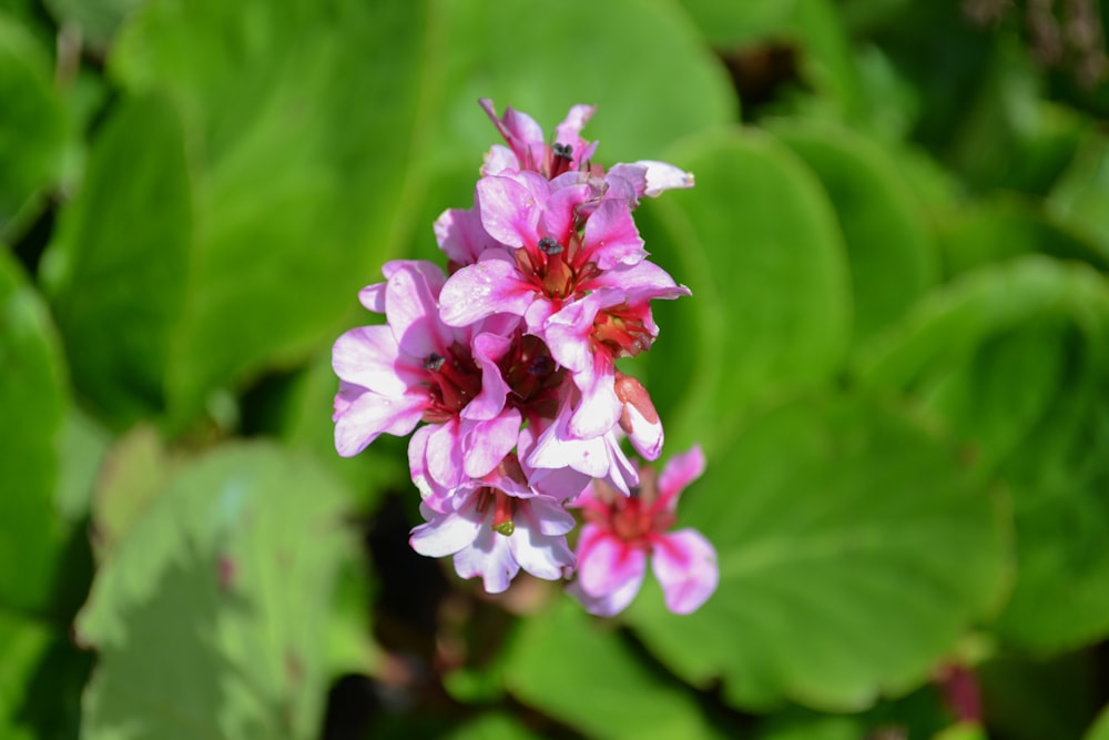 a close up of a pink flower surrounded by green leaves