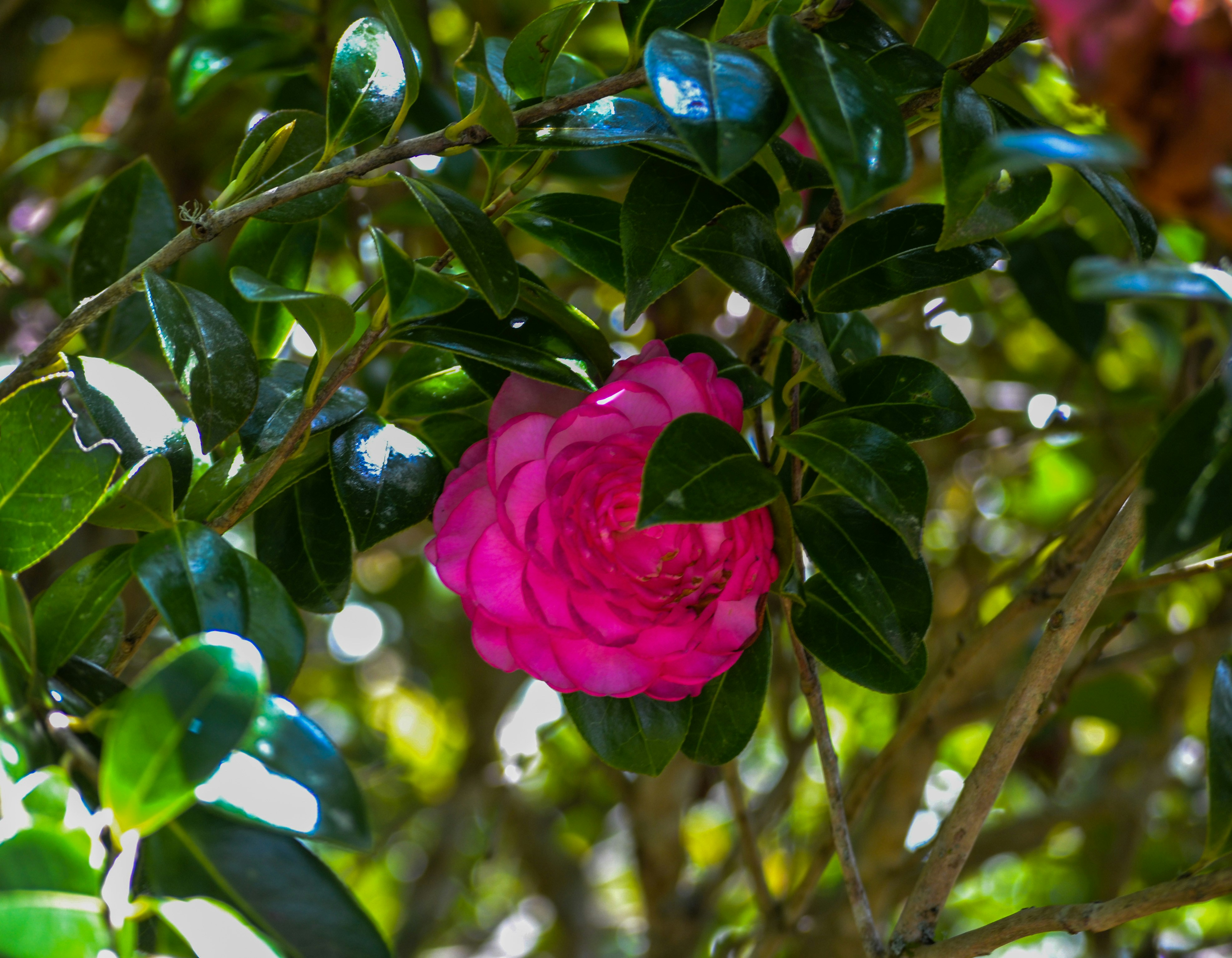 A pink flower with green leaves on a tree photo Free Flower Image on