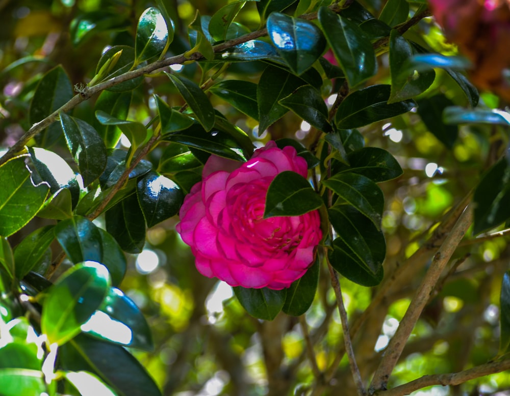 a pink flower with green leaves on a tree