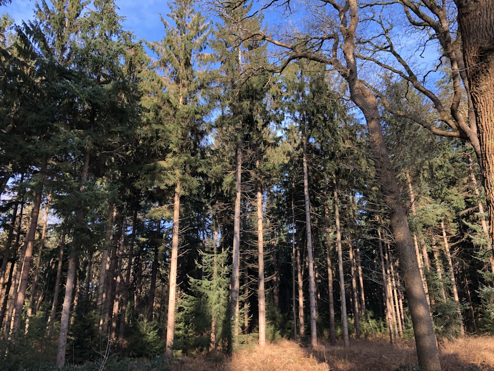 a forest filled with lots of tall trees