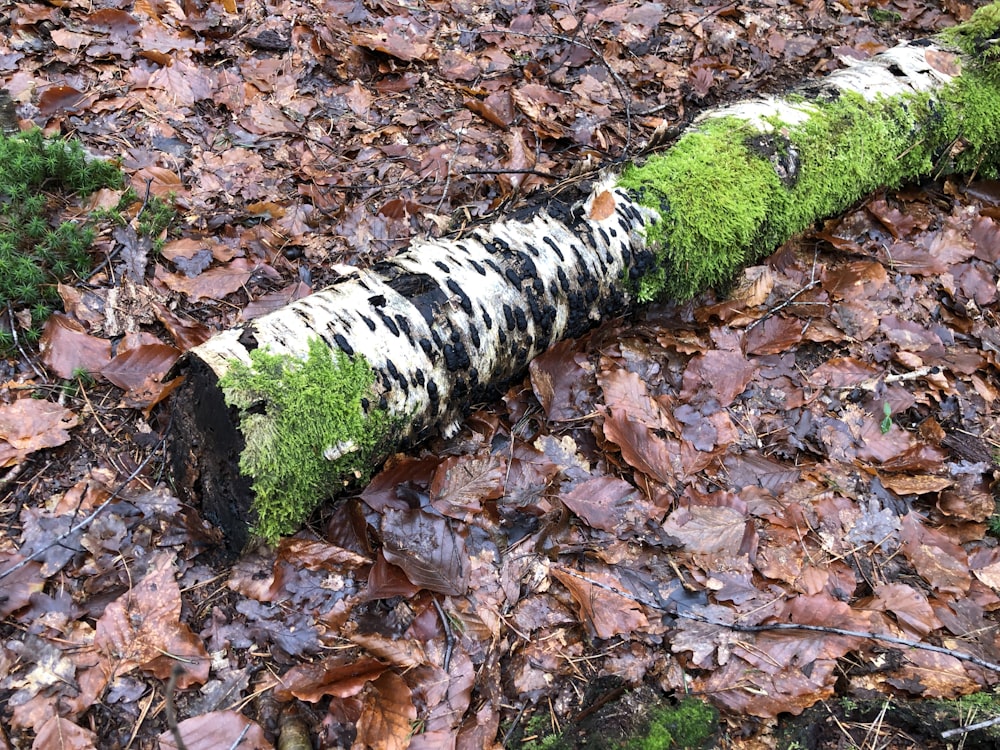 um tronco coberto de musgo deitado em cima de folhas