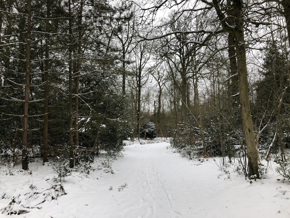 a path through a snowy forest with lots of trees