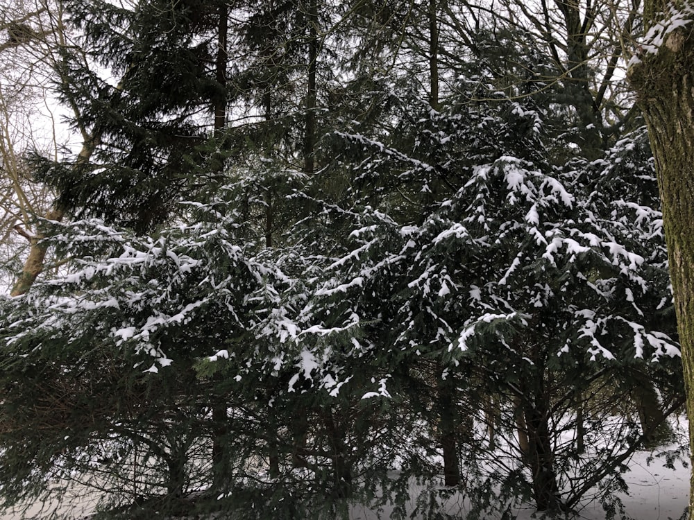 a snow covered pine tree in a snowy forest