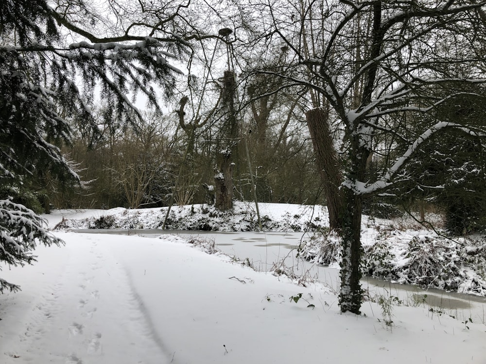 a snow covered path in a wooded area