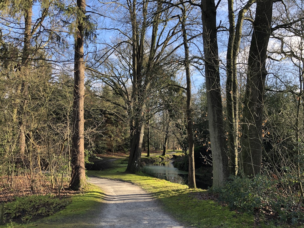 a dirt road surrounded by trees and grass