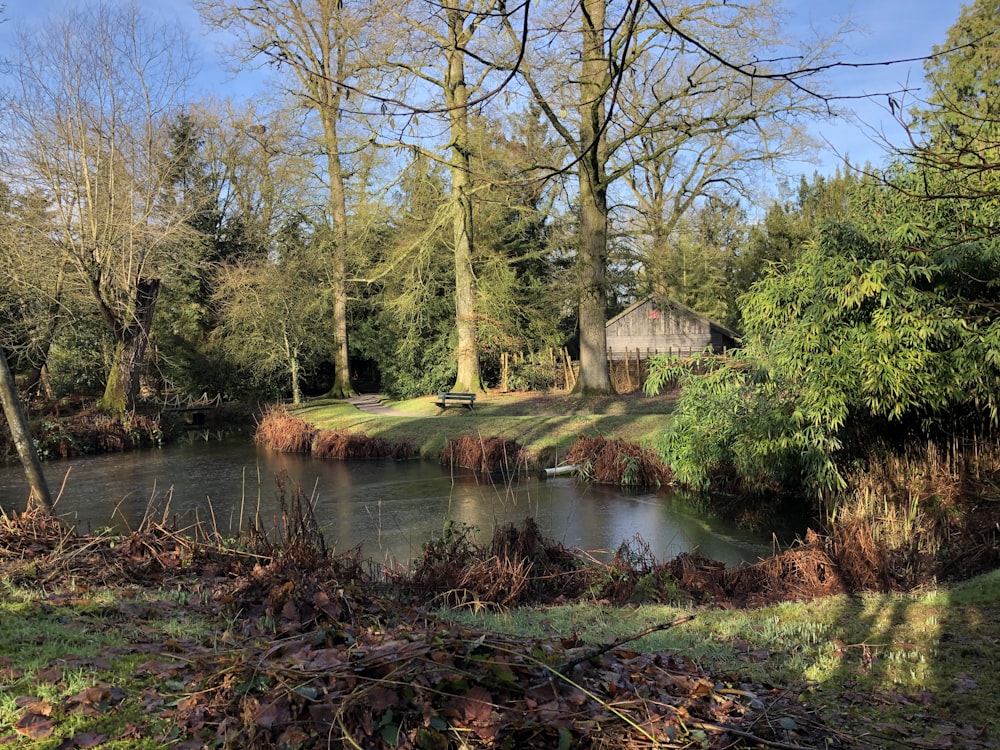 a small pond surrounded by trees and grass