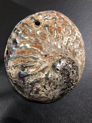 A close-up view of a textured seashell with iridescent and mottled surface patterns, displaying a mix of pearlescent hues intertwined with earthy tones.