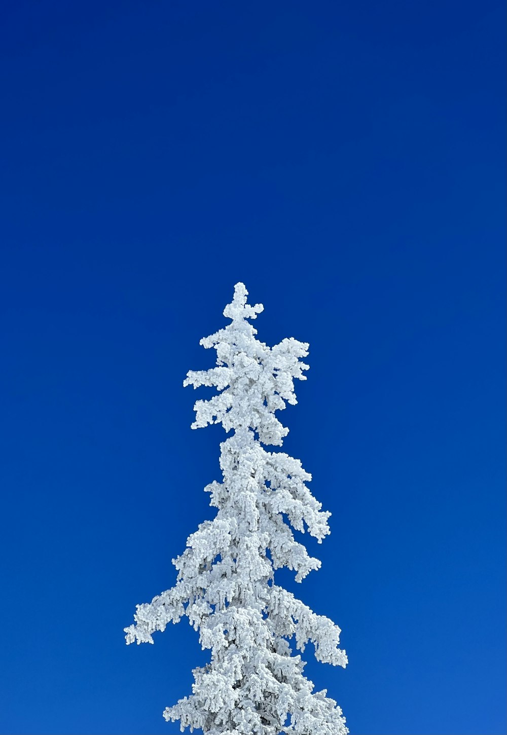ein schneebedeckter Baum mit blauem Himmel im Hintergrund