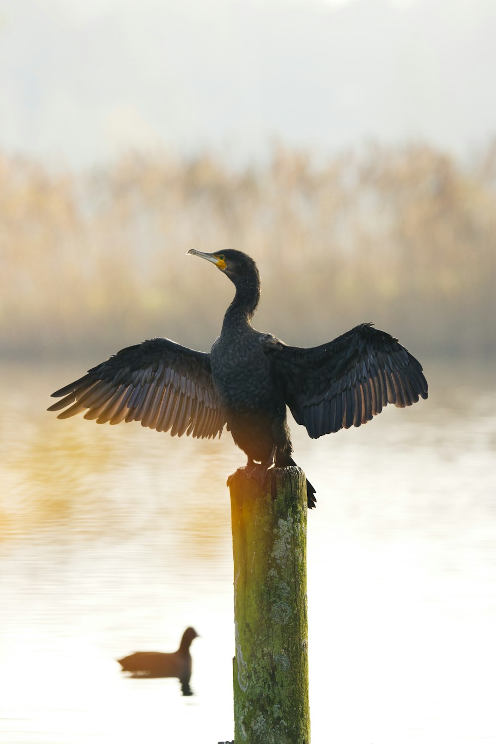 a bird sitting on top of a wooden post next to a body of water