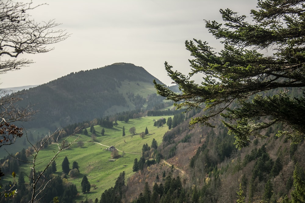 a scenic view of a green valley with a mountain in the background