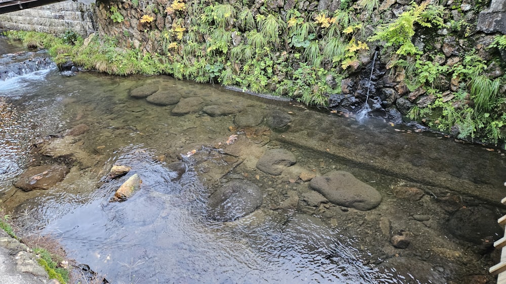 a stream running through a lush green forest