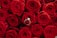 A collection of vibrant red roses with a silver engagement ring prominently displayed in the center, featuring a large sparkling diamond.