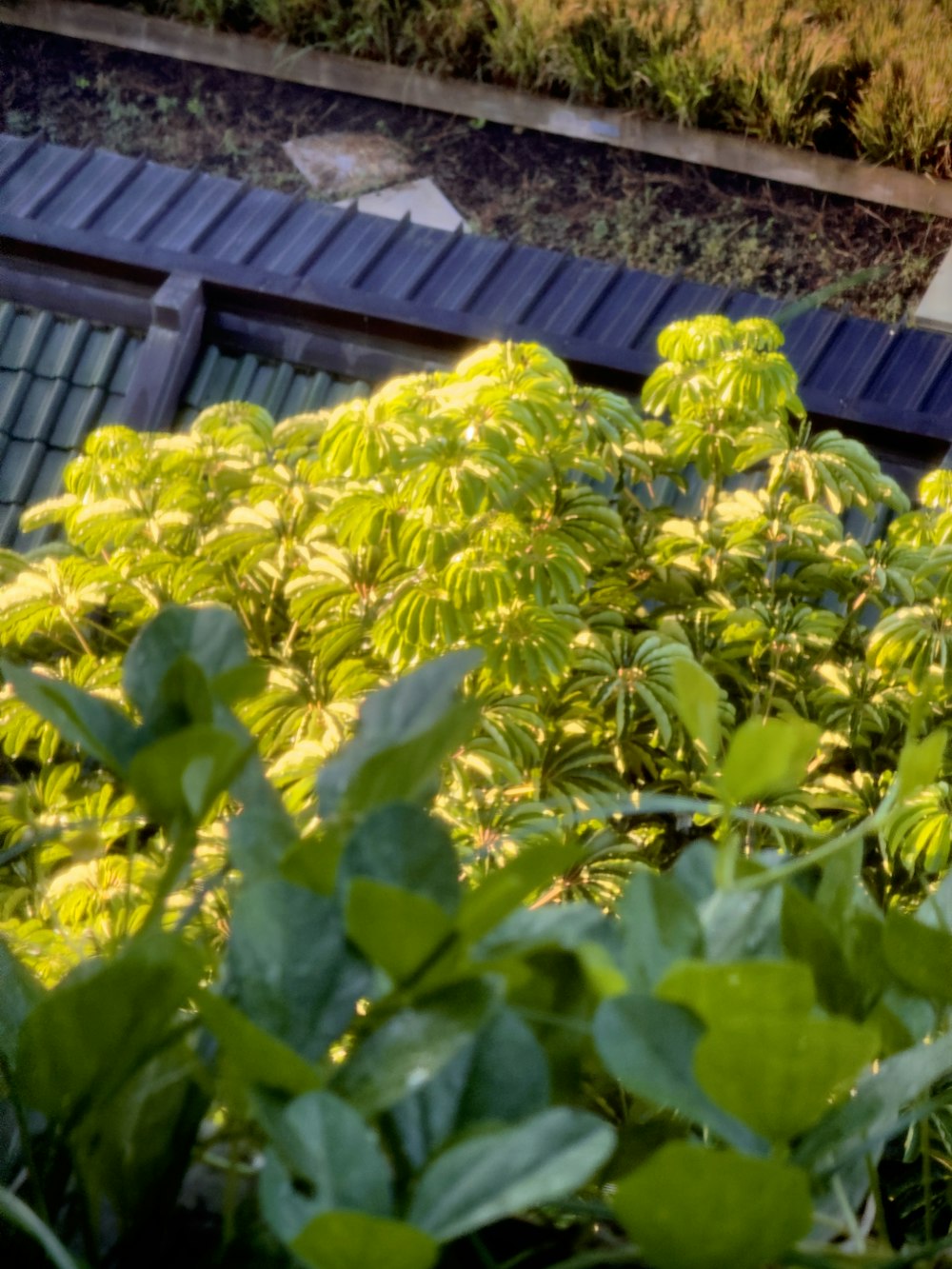 a group of green plants next to a building