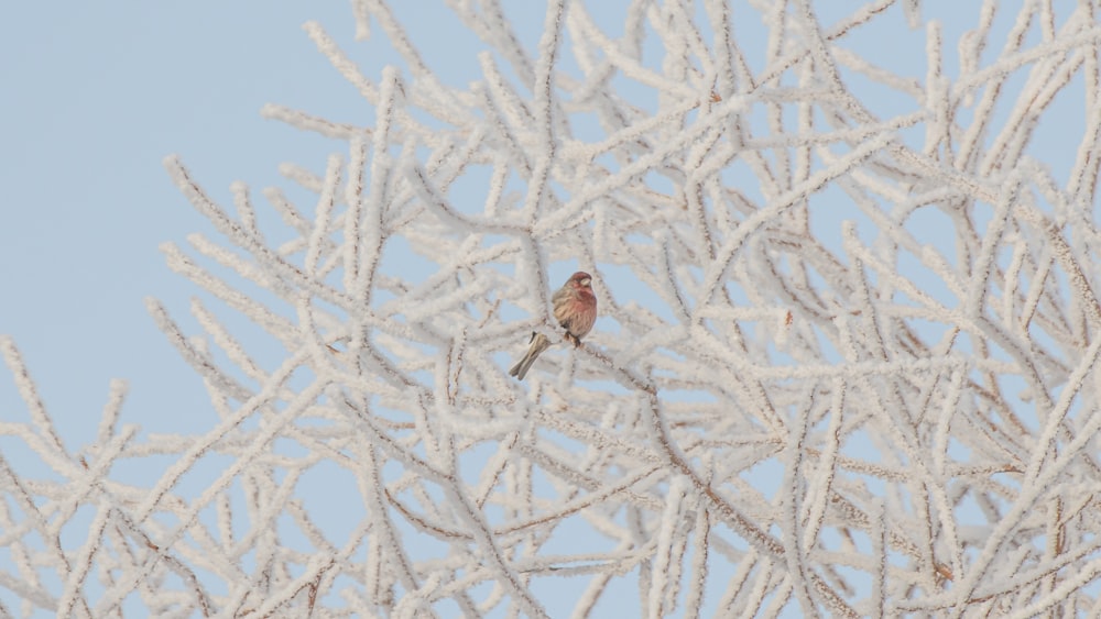 a small bird perched on top of a frosty tree