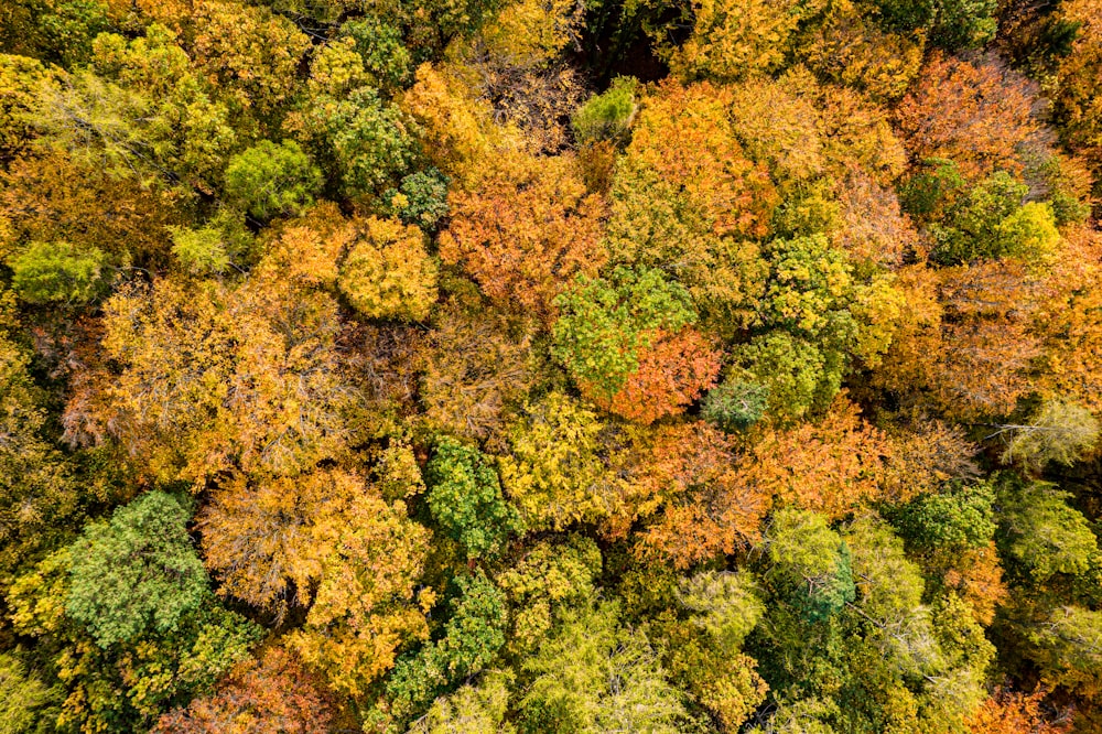 an aerial view of a forest with lots of trees