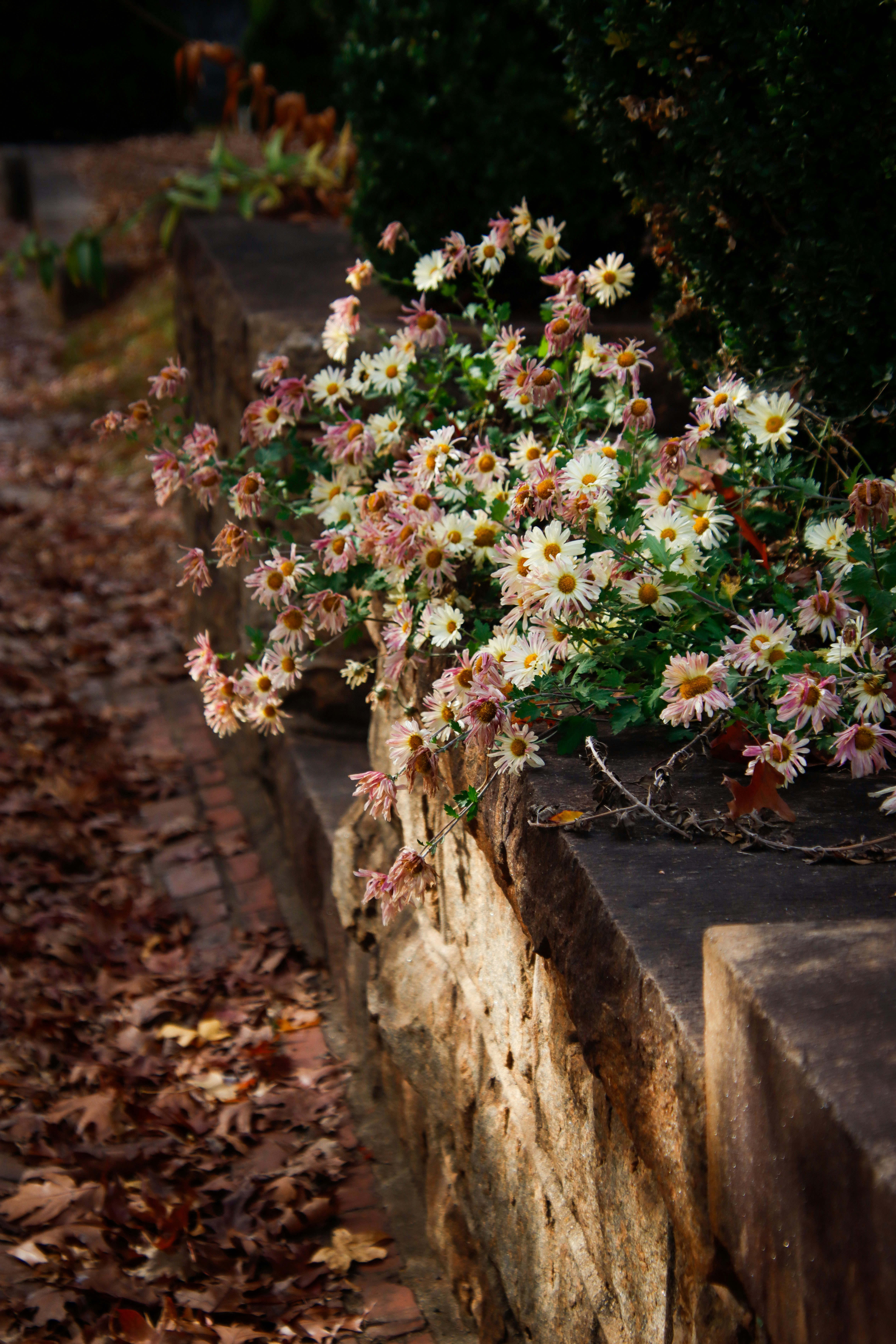 Photo by alla_kemelmakher