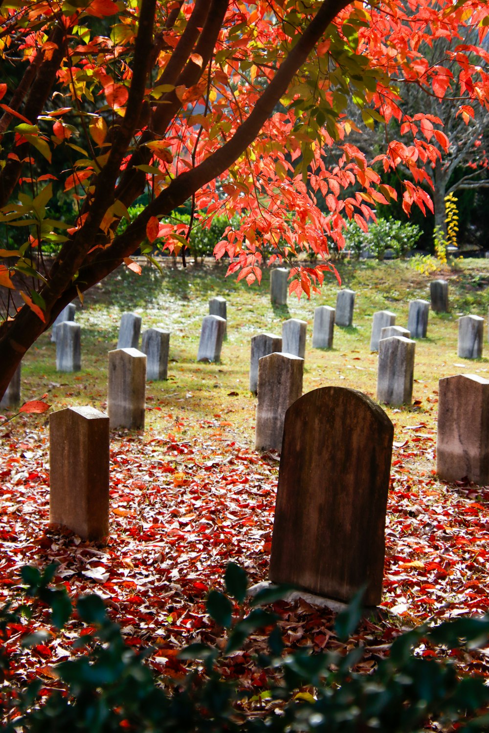 a cemetery with many headstones surrounded by leaves